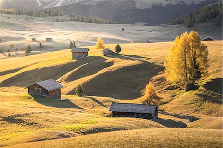 foglie d'autunno - Alpe di Siusi, South Tyrol, Italy Fotografie stock - Rights-Managed, Codice: 879-09101054