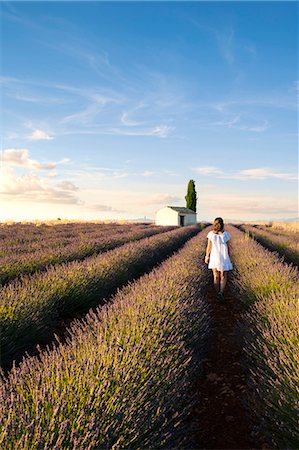 Valensole,Provence,France Stock Photo - Rights-Managed, Code: 879-09101088