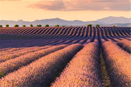 Valensole,Provence,France Foto de stock - Con derechos protegidos, Código: 879-09101090