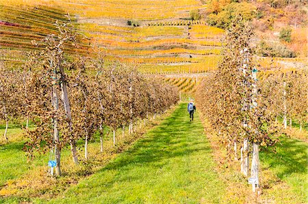 province of sondrio - A girl walk in a cultavation of apples, with view on yellow vineyards. Bianzone, Valtellina, Lombardy, Italy. Photographie de stock - Rights-Managed, Code: 879-09128883