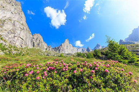 provincia di sondrio - Blooming of rhododendrons in Torrone Valley, Valamasino, Valtellina, Sondrio province, Lombardy, Italy. Fotografie stock - Rights-Managed, Codice: 879-09128890