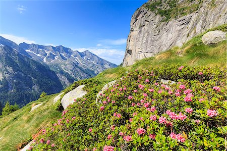 province of sondrio - Blooming of rhododendrons in Torrone Valley, Valamasino, Valtellina, Sondrio province, Lombardy, Italy. Stock Photo - Rights-Managed, Code: 879-09128891