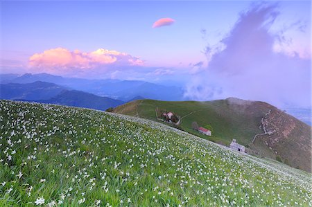 simsearch:879-09189661,k - Blooming of daffodils during sunset at Monte Linzone, Valico di Valcava(Valcava Pass), Val San Martino, Prealpi Bergamasche, Bergamo province, Lombardy, Italy. Foto de stock - Con derechos protegidos, Código: 879-09128918