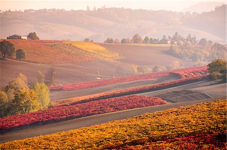 red orange sunset - Lambrusco Grasparossa Vineyards in autumn. Castelvetro di Modena, Emilia Romagna, Italy Stock Photo - Rights-Managed, Code: 879-09128934