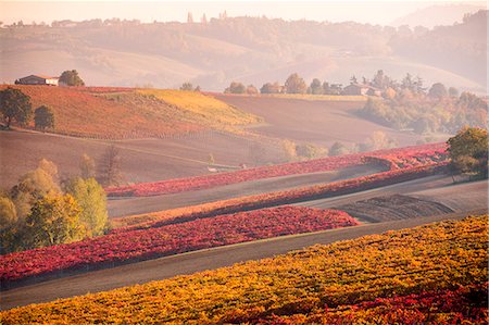 simsearch:879-09129111,k - Lambrusco Grasparossa Vineyards in autumn. Castelvetro di Modena, Emilia Romagna, Italy Photographie de stock - Rights-Managed, Code: 879-09128934