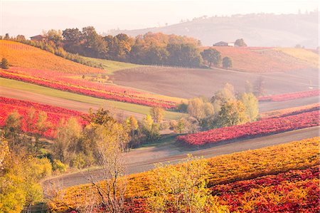 seasonal - Lambrusco Grasparossa Vineyards in autumn. Castelvetro di Modena, Emilia Romagna, Italy Stock Photo - Rights-Managed, Code: 879-09128931