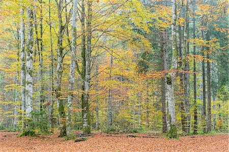 simsearch:879-09129094,k - Beech tree forest in atutumn. Bad Tölz-Wolfratshausen district, Bavaria, Germany. Stock Photo - Rights-Managed, Code: 879-09128963