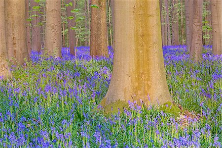 Bluebells carpet into the Halle Forest, Halle, Bruxelles, Flemish Brabant, Flanders, Belgium Foto de stock - Con derechos protegidos, Código: 879-09129005