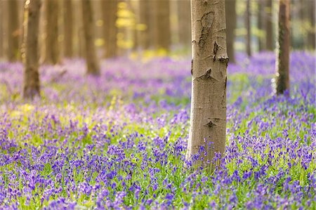 simsearch:862-08698716,k - Bluebells carpet into the Halle Forest, Halle, Bruxelles, Flemish Brabant, Flanders, Belgium Stock Photo - Rights-Managed, Code: 879-09129001