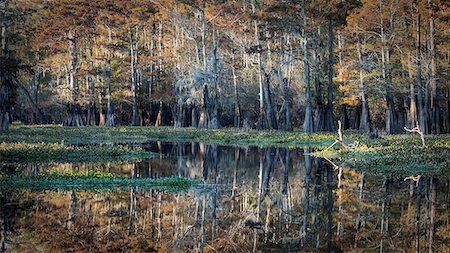 Bayou in Atchafalaya river, Plaquemine,Atchafalaya Basin, Louisiana, Southern United States, USA, North America Foto de stock - Con derechos protegidos, Código: 879-09129095