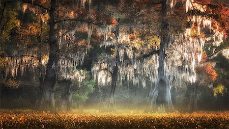 Atchafalaya river, Plaquemine,Atchafalaya Basin, Louisiana, Southern United States, USA, North America Photographie de stock - Rights-Managed, Code: 879-09129096