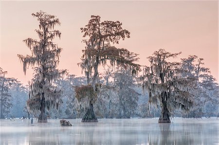 Lake Martin, Breaux Bridge, Atchafalaya Basin, Southern United States, USA; North America Photographie de stock - Rights-Managed, Code: 879-09129098