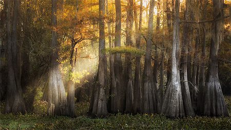 Atchafalaya river, Plaquemine, Atchafalaya Basin, Southern United States, USA; North America Stock Photo - Rights-Managed, Code: 879-09129099