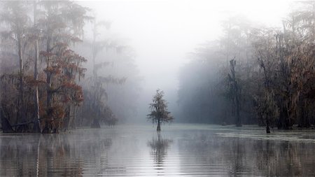 spanish moss - lonely Taxodium distichum in the mist, Bald Cypress, Lake Martin, Atchafalaya Basin, Breaux Bridge, Louisiana, United States Stock Photo - Rights-Managed, Code: 879-09129091