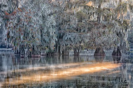 Taxodium distichum, Bald Cypress, Lake Martin, Atchafalaya Basin, Breaux Bridge, Louisiana, United States Foto de stock - Con derechos protegidos, Código: 879-09129093