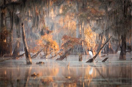 Great Egret (Ardea alba) in Lake Martin, Breaux Bridge, Atchafalaya Basin, Southern United States, USA; North America Stock Photo - Rights-Managed, Code: 879-09129105