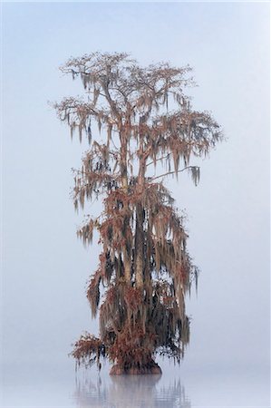 Bald Cypress (Taxodium distichum) in Lake Martin, Breaux Bridge, Atchafalaya Basin, Southern United States, USA; North Americaf Foto de stock - Con derechos protegidos, Código: 879-09129109