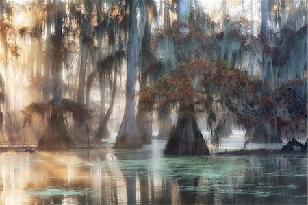 Bald cypresses (Taxodium distichum); Lake Martin, Breaux Bridge, Atchafalaya Basin, Southern United States, USA; North America Foto de stock - Con derechos protegidos, Código: 879-09129115