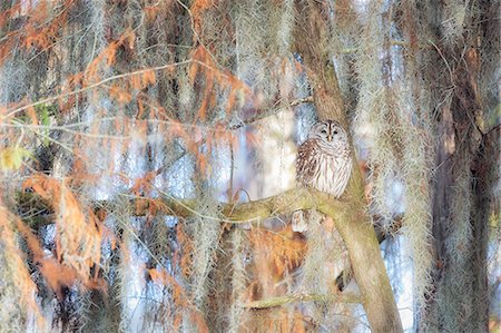 Barred Owl (strix varia); Lake Martin, Breaux Bridge, Atchafalaya Basin, Southern United States, USA; North America Foto de stock - Con derechos protegidos, Código: 879-09129116