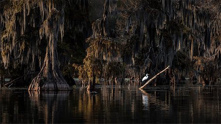 simsearch:879-09129093,k - Great Egret (Ardea alba) in Lake Martin, Breaux Bridge, Atchafalaya Basin, Southern United States, USA; North America Stockbilder - Lizenzpflichtiges, Bildnummer: 879-09129111