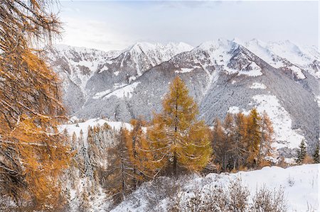 Snow covered woods during autumn, Val tartano, Valtellina, province of Sondrio, Lombardy, Italy Stock Photo - Rights-Managed, Code: 879-09129198