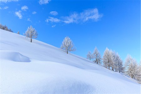 snow trees alpine - Snow capped trees on Monte Olano, Valgerola, Valtellina, province of Sondrio, Lombardy, Italy Photographie de stock - Rights-Managed, Code: 879-09129200