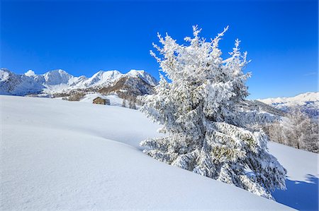 province of sondrio - Isolated tree covered with snow, Monte Olano, Valgerola, Valtellina, province of Sondrio, Lombardy, Italy Photographie de stock - Rights-Managed, Code: 879-09129201