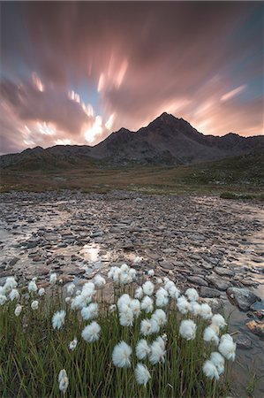 simsearch:879-09128794,k - Pink clouds at dawn on flowering cotton grass, Gavia Pass, Valfurva, Valtellina, Lombardy, Italy Photographie de stock - Rights-Managed, Code: 879-09129202