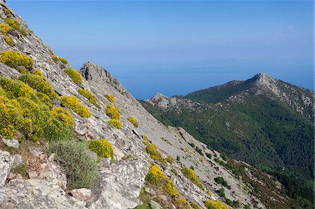 elba - Wildflowers on the rocky peak, Monte Capanne, Elba Island, Livorno Province, Tuscany, Italy Photographie de stock - Rights-Managed, Code: 879-09129214