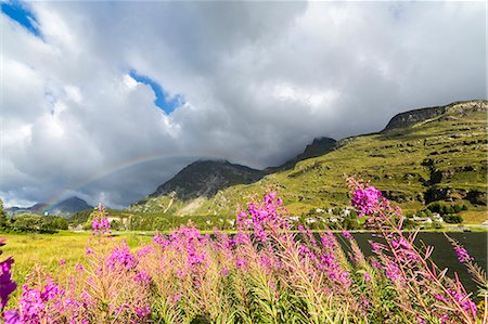 simsearch:879-09100863,k - Epilobium wildflowers on lakeshore, Maloja Pass, Bregaglia Valley, Canton of Graubunden, Engadin, Switzerland Foto de stock - Con derechos protegidos, Código: 879-09129240