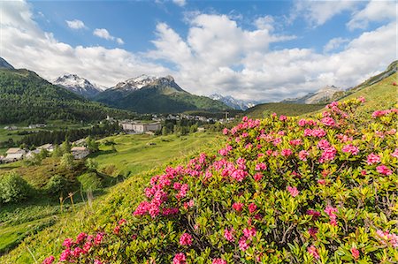 rhododendron - Rhododendrons in bloom, Maloja, Bregaglia Valley, Canton of Graubunden, Engadin, Switzerland Photographie de stock - Rights-Managed, Code: 879-09129241