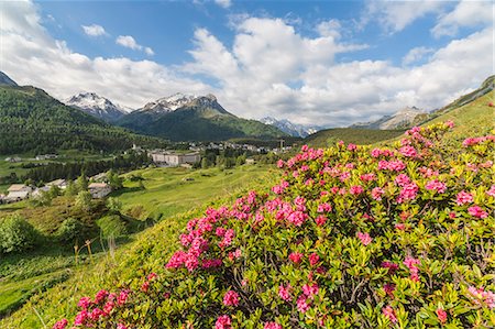 rhododendron - Rhododendrons in bloom, Maloja, Bregaglia Valley, Canton of Graubunden, Engadin, Switzerland Foto de stock - Con derechos protegidos, Código: 879-09129241