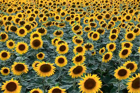 A field of sunflower in bloom,Piacenza,Emilia Romagna Stock Photo - Rights-Managed, Code: 879-09129322