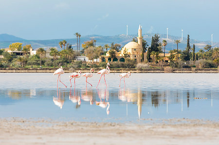 Cyprus, Larnaka, flamingos and the Hala Sultan Tekkesi mosque at Salt Lake Stock Photo - Rights-Managed, Code: 879-09188959