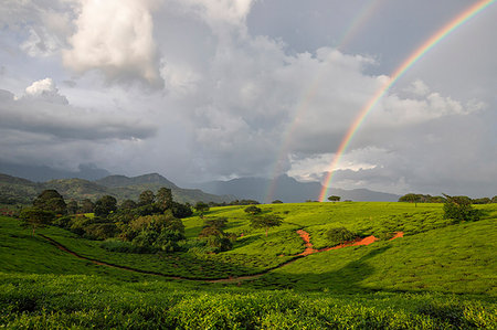 Africa, Malawi, Blantyre district, Cultivations of tea. Foto de stock - Con derechos protegidos, Código: 879-09189166