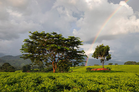Africa, Malawi, Blantyre district, Cultivations of tea. Foto de stock - Con derechos protegidos, Código: 879-09189167