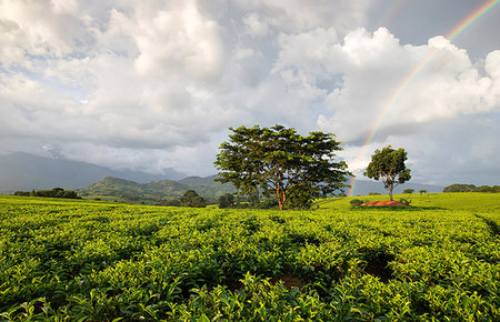 Africa, Malawi, Blantyre district, Cultivations of tea. Foto de stock - Con derechos protegidos, Código: 879-09189168