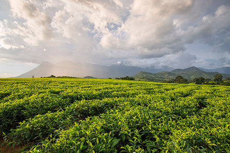 Africa, Malawi, Blantyre district, Cultivations of tea. Foto de stock - Con derechos protegidos, Código: 879-09189169