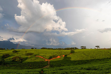 Africa, Malawi, Blantyre district, Cultivations of tea. Foto de stock - Con derechos protegidos, Código: 879-09189170