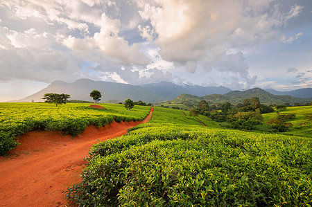 Africa, Malawi, Blantyre district, Cultivations of tea. Foto de stock - Con derechos protegidos, Código: 879-09189172
