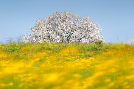 spring landscape nobody - Buttercups flowers (Ranunculus) in a windy day frame the most biggest cherry tree in Italy in a spring time, Vergo Zoccorino, Besana in Brianza, Monza and Brianza province, Lombardy, Italy, Europe Stock Photo - Rights-Managed, Code: 879-09189220