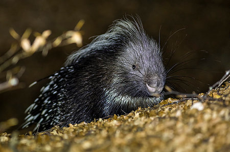 porcupine at night - Porcupine in the woods at night, italian apennine, Emilia Romagna, Italy, Europe Stock Photo - Rights-Managed, Code: 879-09189331