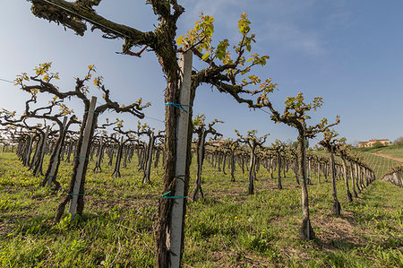 province of cuneo - Langhe, Cuneo district, Piedmont, Italy. Langhe wine region spring Foto de stock - Con derechos protegidos, Código: 879-09189414