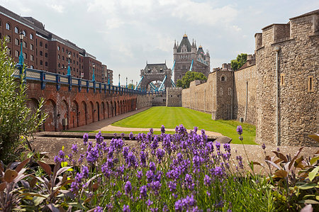 The Tower Bridge and the Tower of London with a lavender bloom, London, Great Britain, UK Stockbilder - Lizenzpflichtiges, Bildnummer: 879-09189429