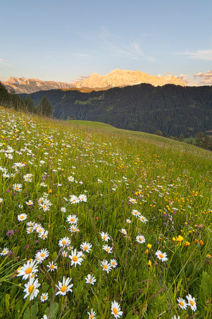 Longiarù, San Martino in Badia, Badia Valley, Dolomites, Bolzano province, South Tyrol, Italy. Meadows of Longiarù woth Sasso della Croce in the background. Photographie de stock - Rights-Managed, Code: 879-09189473