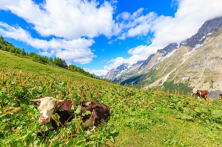 simsearch:879-09189680,k - Cows grazing in Ferret Valley. Bonatti Hut, Ferret Valley, Courmayeur, Aosta Valley, Italy, Europe Photographie de stock - Rights-Managed, Code: 879-09189670