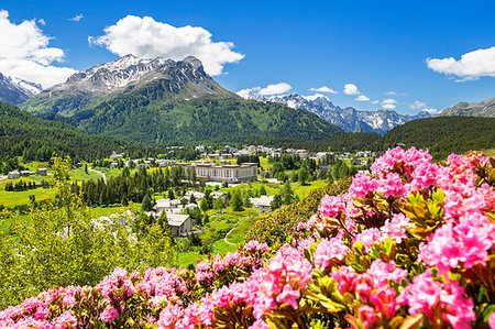 rhododendron - Flowering of rhododendrons with Maloja Pass in the background. Maloja Pass, Engadin, Graubünden, Switzerland, Europe. Foto de stock - Con derechos protegidos, Código: 879-09189701