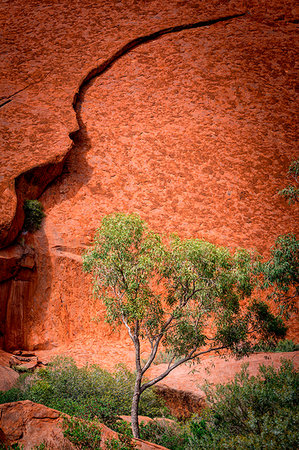 Uluru National Park, Eucaliptus Gum Tree and red rock, Northern Territory, Australia Photographie de stock - Rights-Managed, Code: 879-09189736