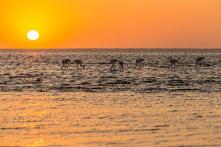 sun set of animal - Greater flamingo feeding at Walvis Bay at sunset,Swakopmund,Namibia,Africa Foto de stock - Con derechos protegidos, Código: 879-09189768