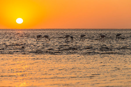 Greater flamingo feeding at Walvis Bay at sunset,Swakopmund,Namibia,Africa Foto de stock - Con derechos protegidos, Código: 879-09189768